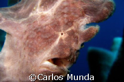 frogfish on candlestick sponge, marissa reef, samal islan... by Carlos Munda 